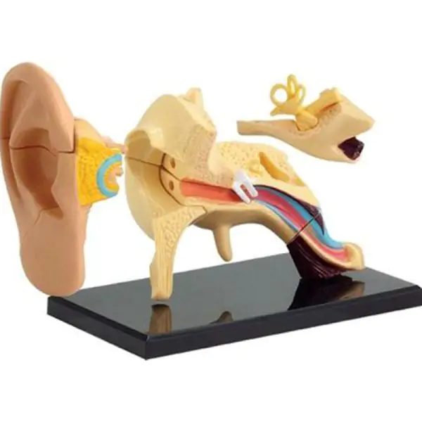 Igračka model ljudskog uha