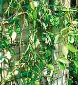 Mreža za ograde Climbanet