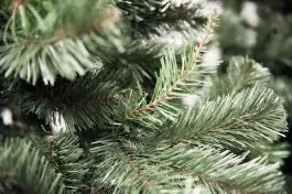 Novogodišnja jelka Aljaska 250 cm