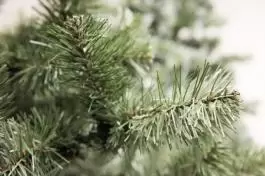 Zelena novogodišnja jelka 300 cm