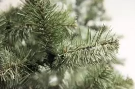 Zelena novogodišnja jelka 300 cm