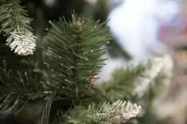 Zelena novogodišnja jelka sa belim vrhovima 250 cm